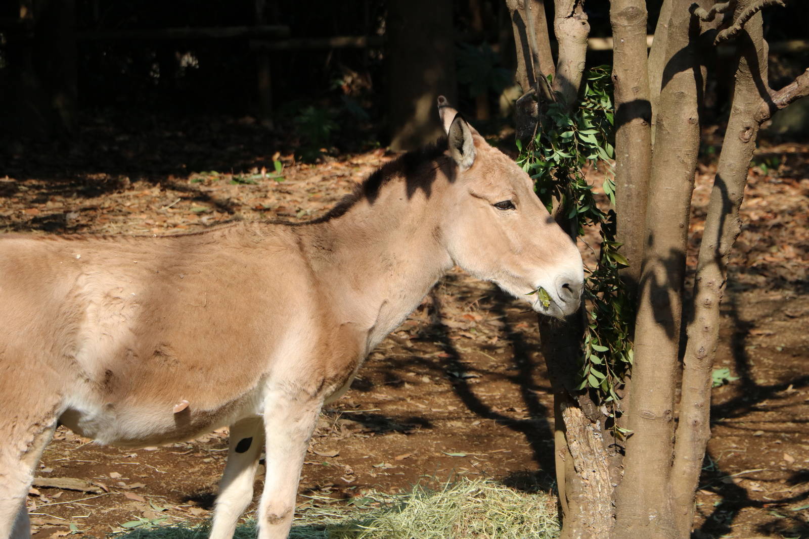 Mongolian wild ass, February 2016