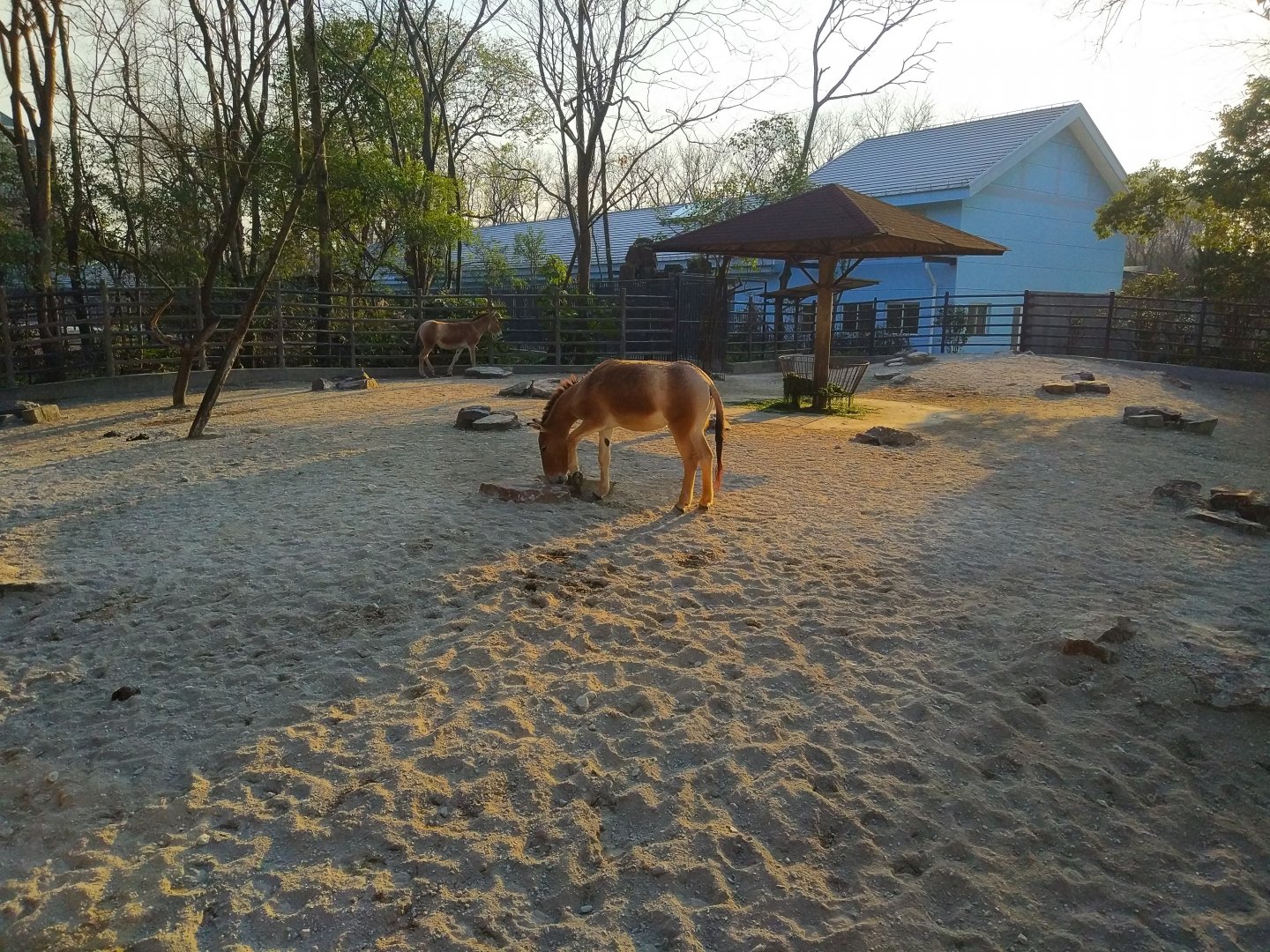 Mongolian Wild Ass Paddock
