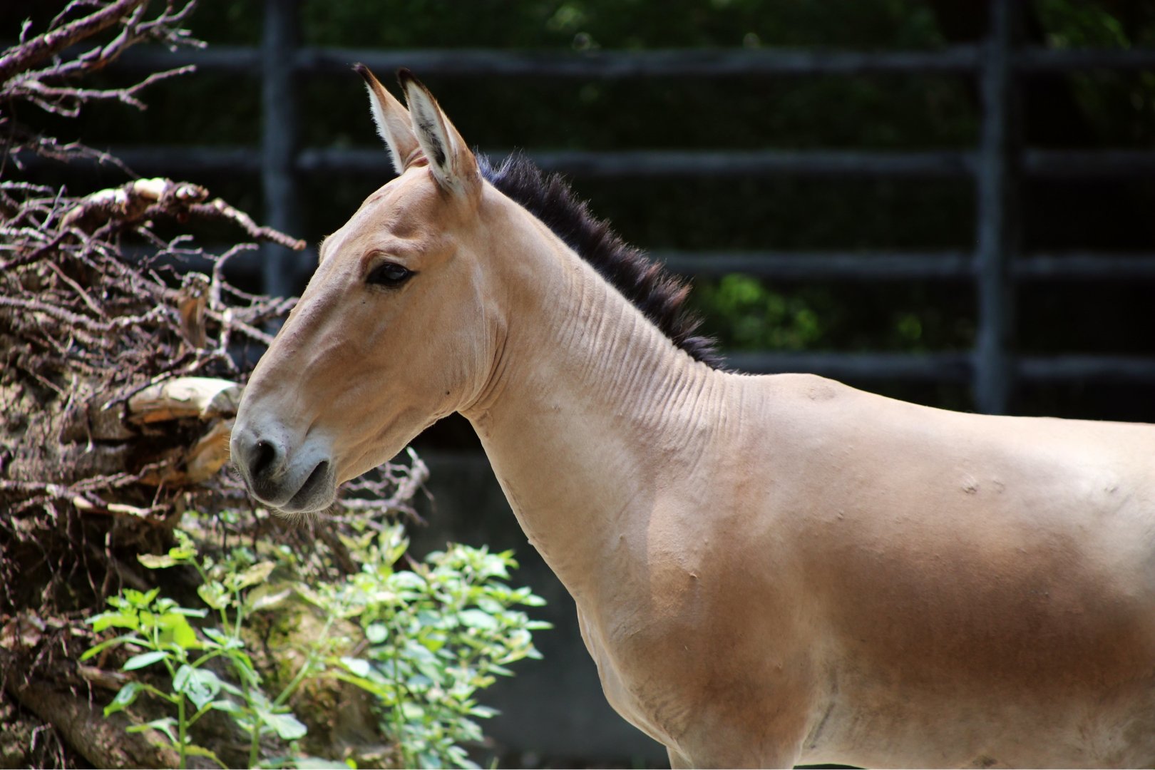 Mongolian Wild Ass