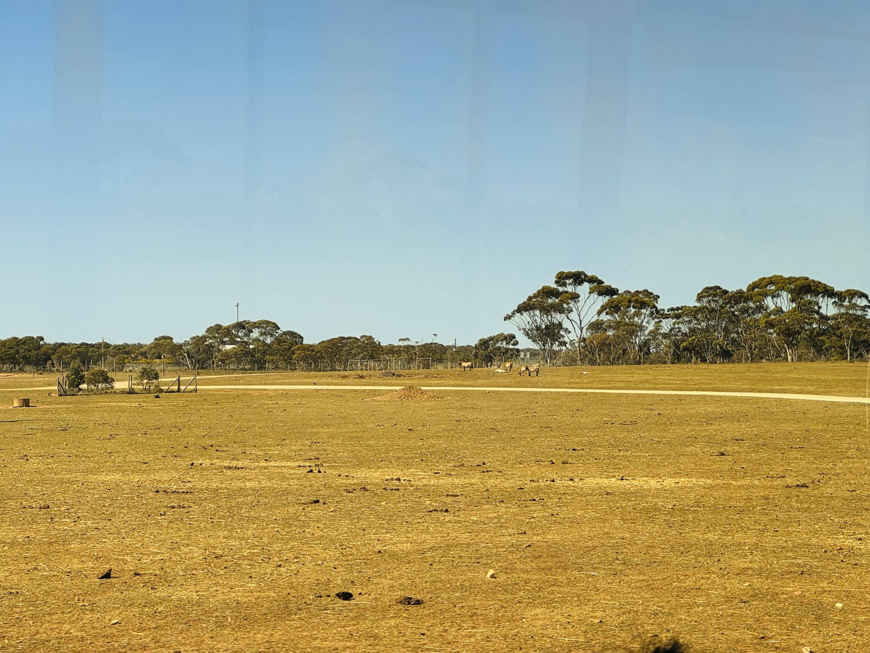Mongolian Wild Horse/Bison enclosure