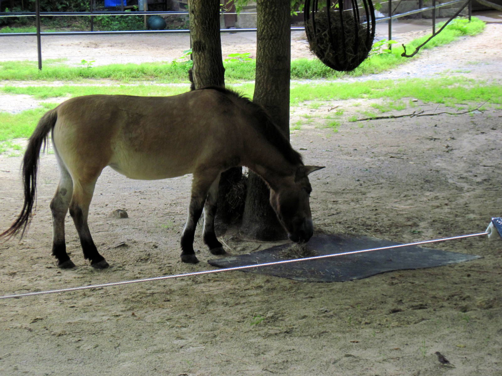 Mongolian Wild Horse