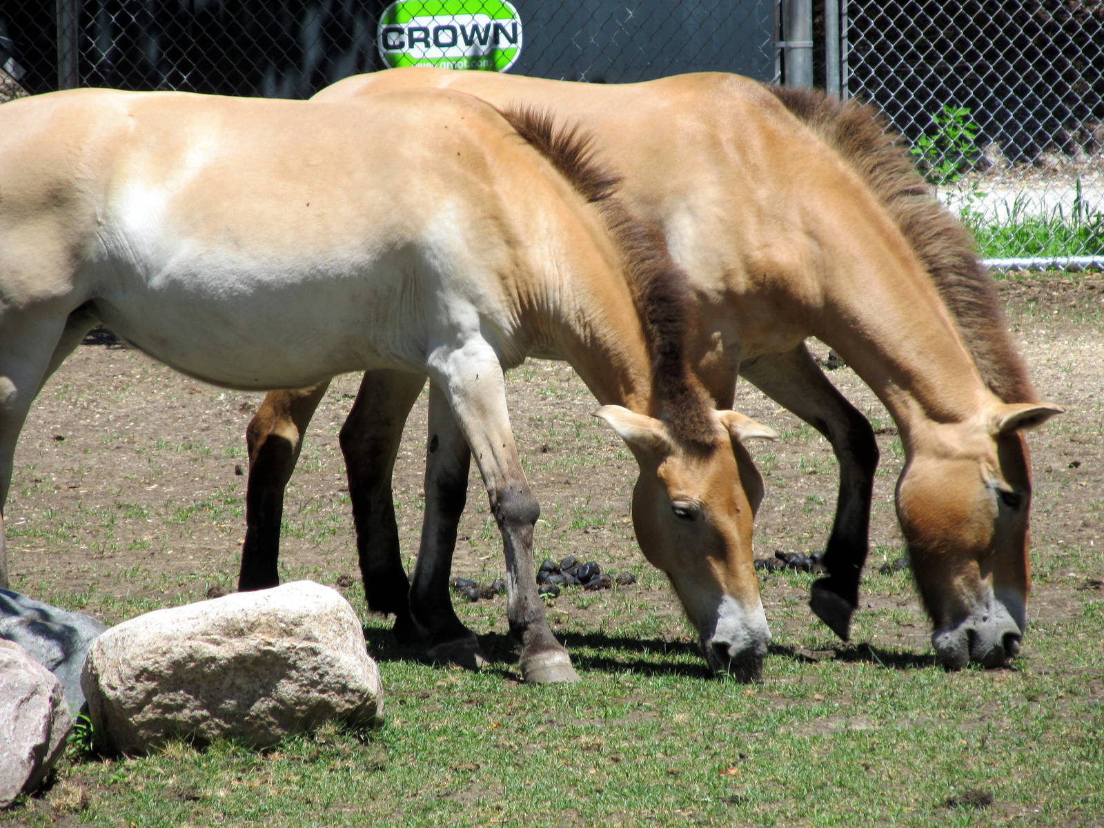 Mongolian Wild Horse
