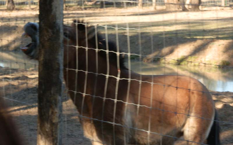 Mongolian Wild Horse