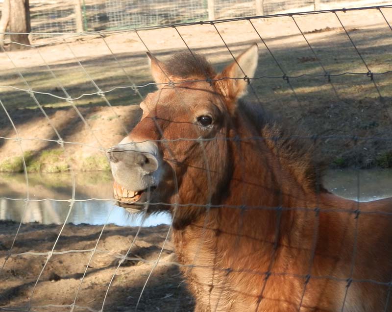 Mongolian Wild Horse