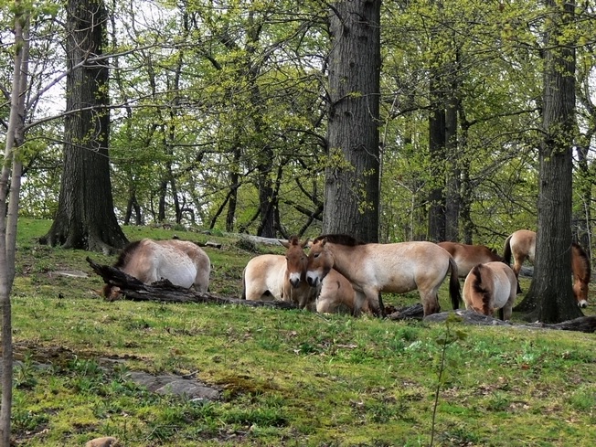 Mongolian wild horse