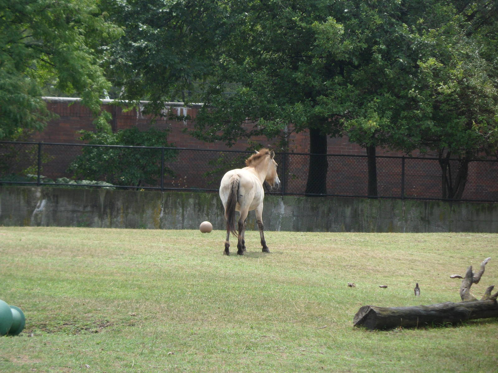 Mongolian Wild Horse