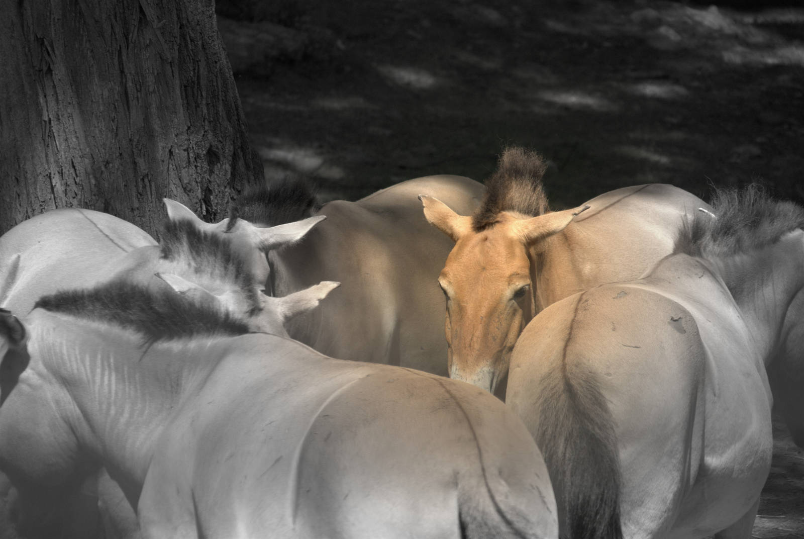 Mongolian wild horse