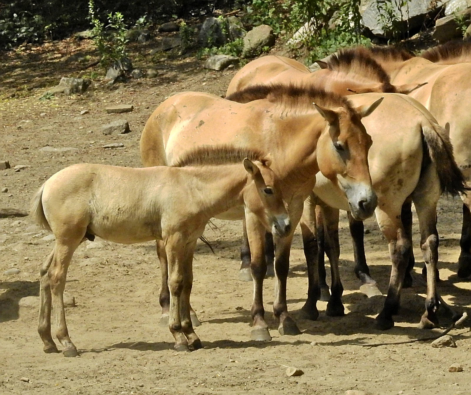 Mongolian Wild Horse