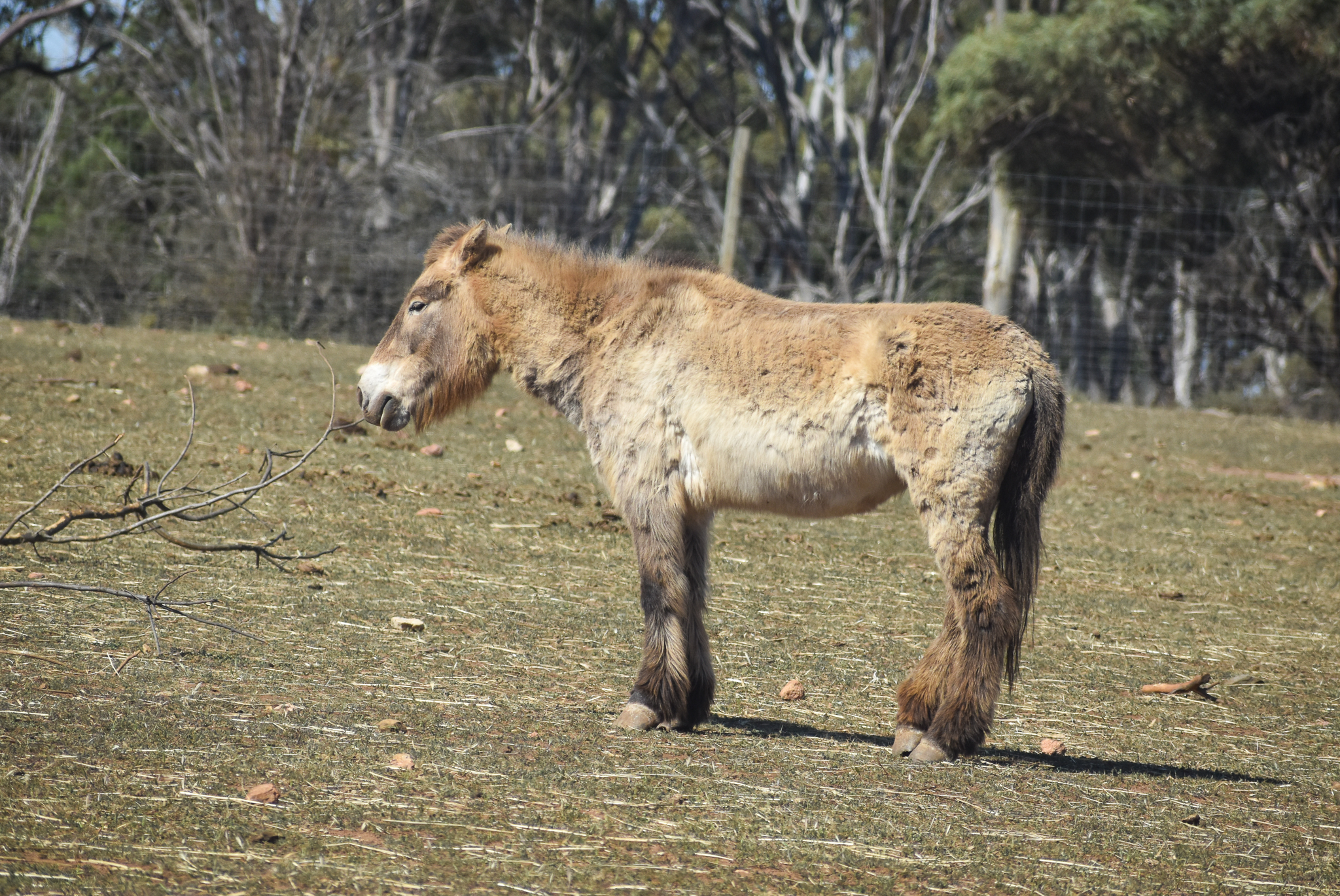 Mongolian Wild Horse
