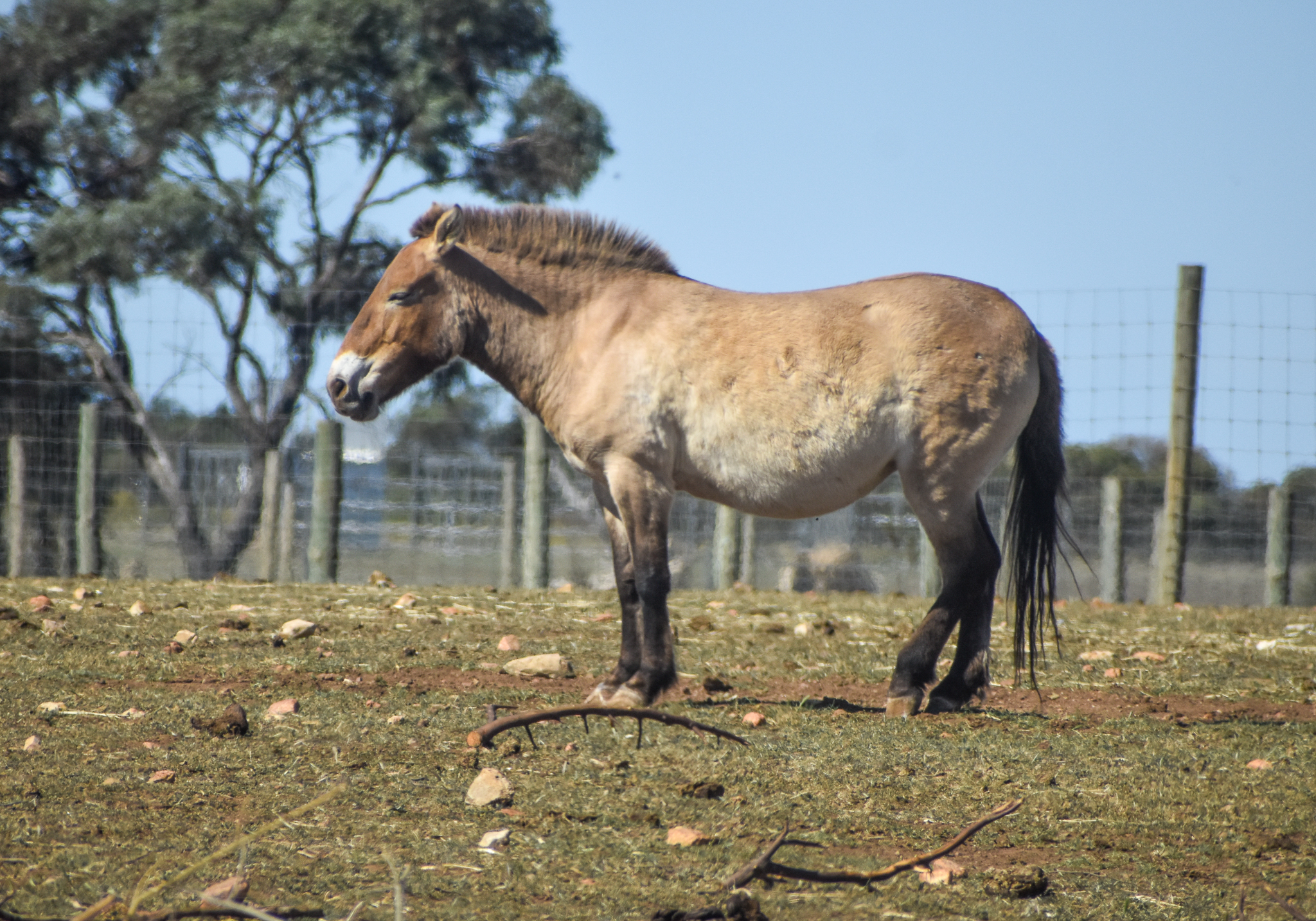 Mongolian Wild Horse