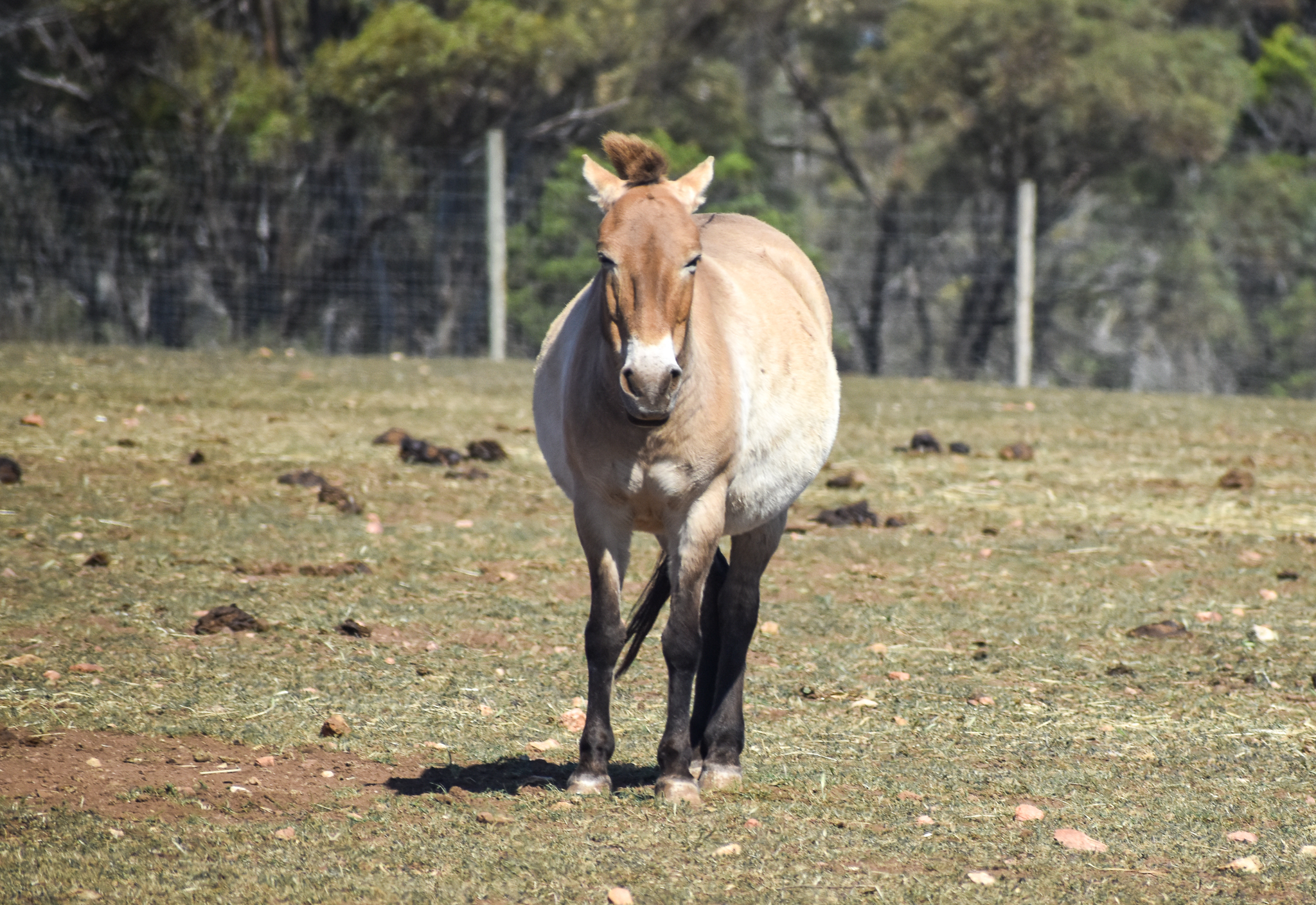 Mongolian Wild Horse
