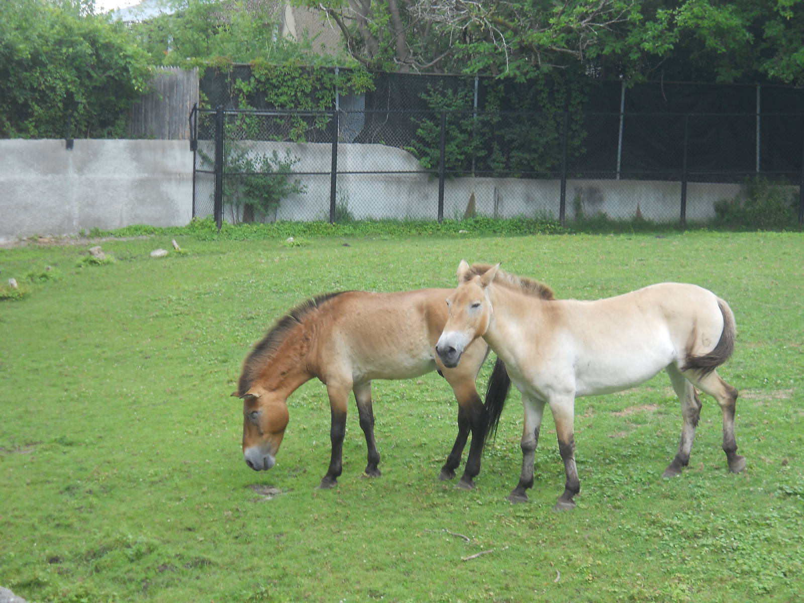 Mongolian Wild Horses