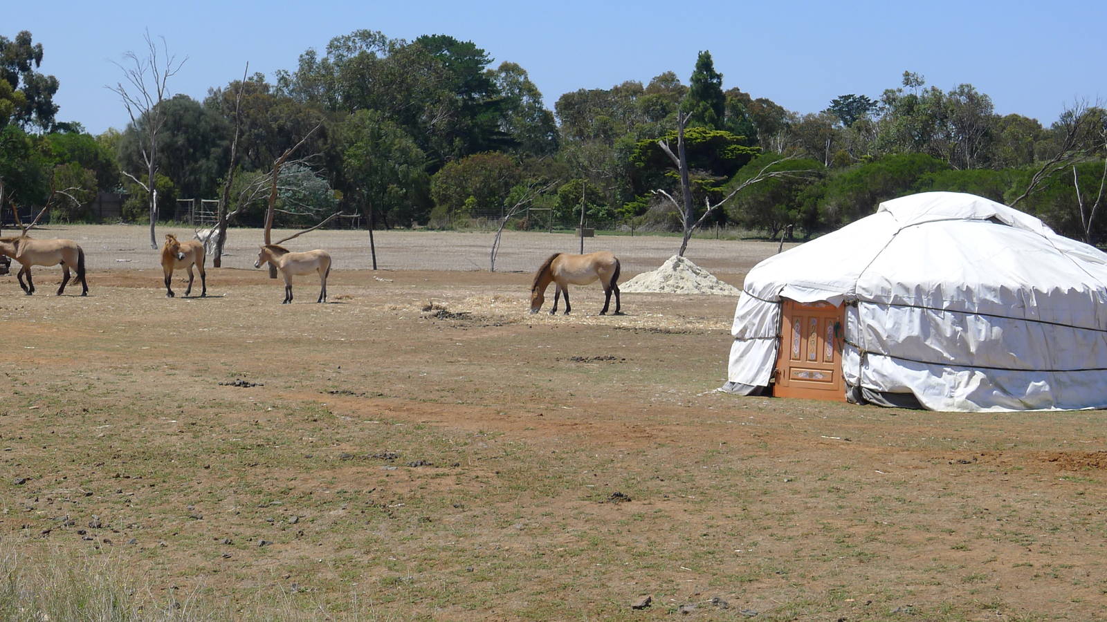 Mongolian Wild Horses