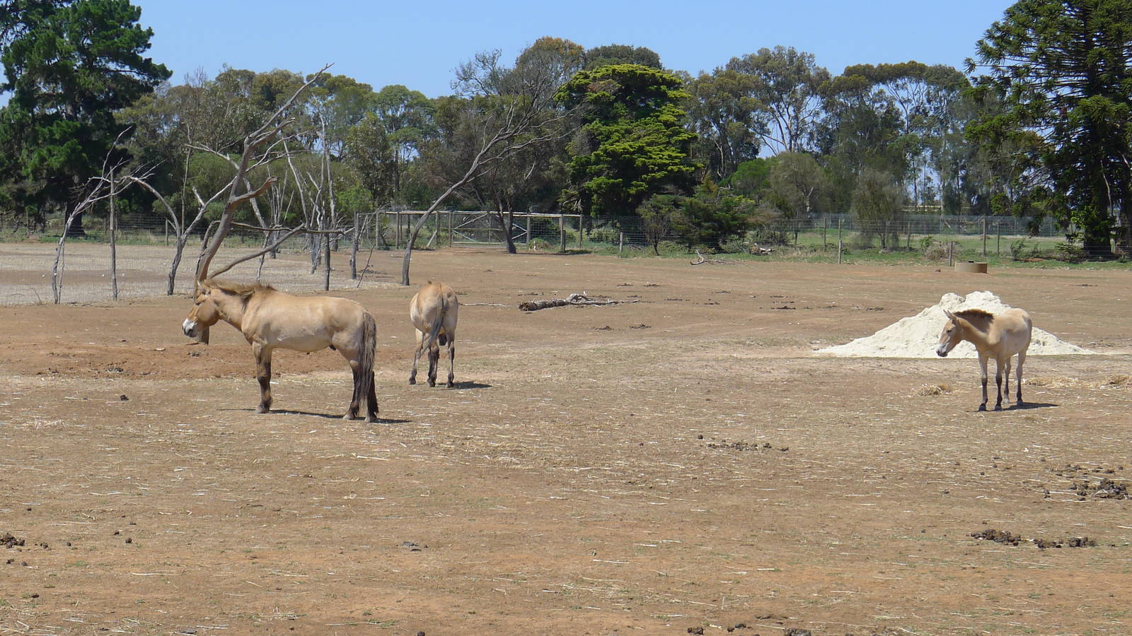 Mongolian Wild Horses