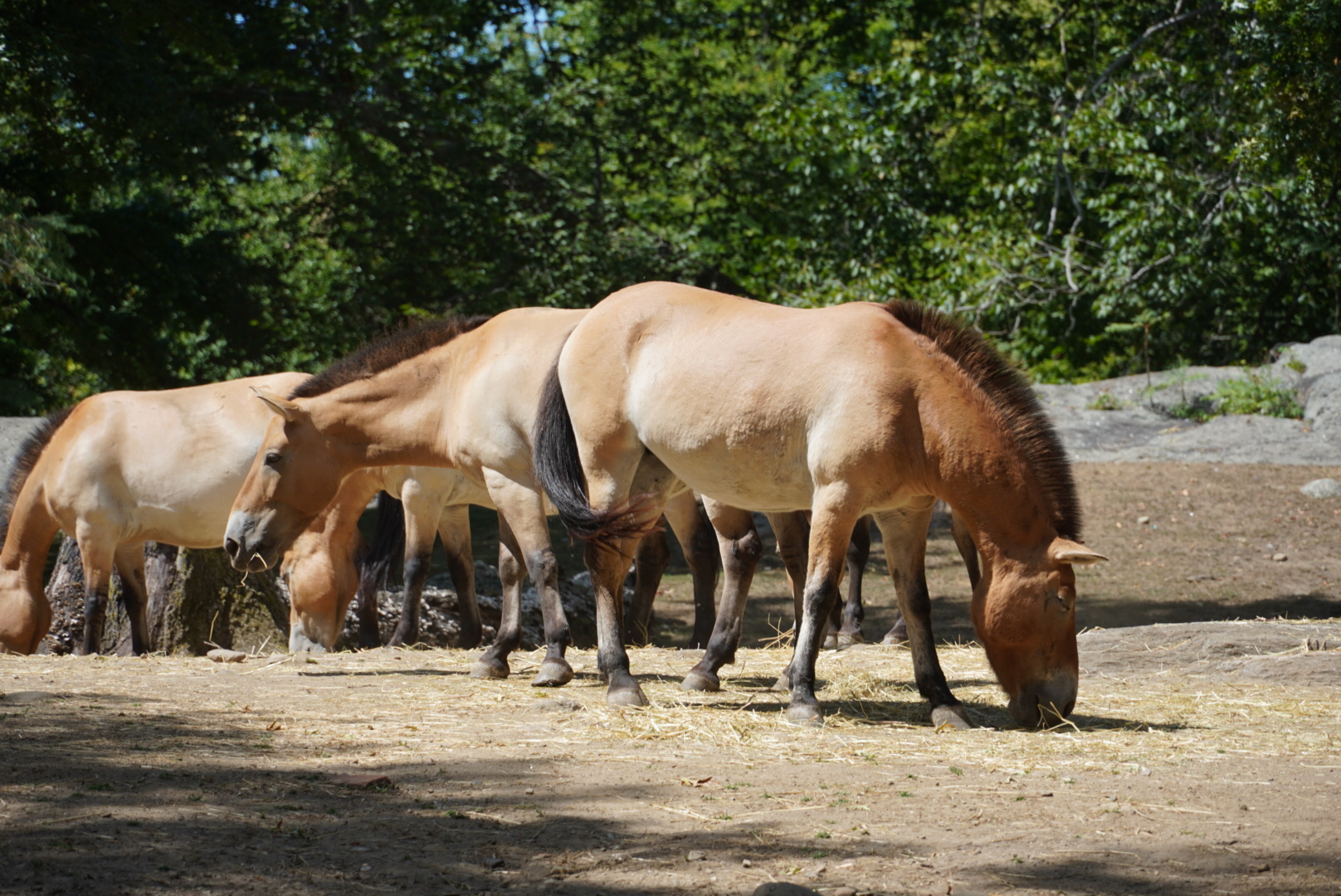 Mongolian Wild Horses