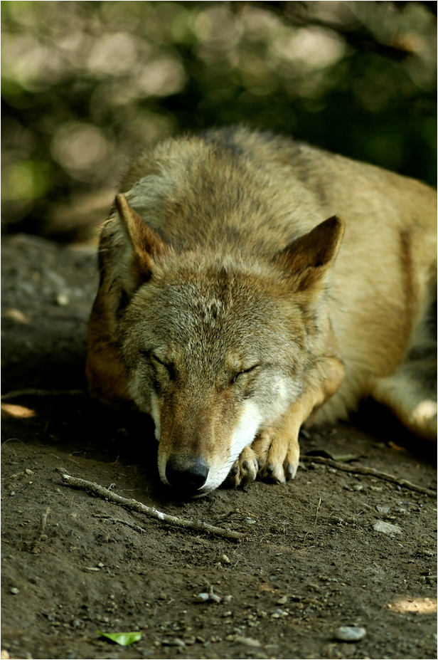 Mongolian wolf at Zürich Zoo