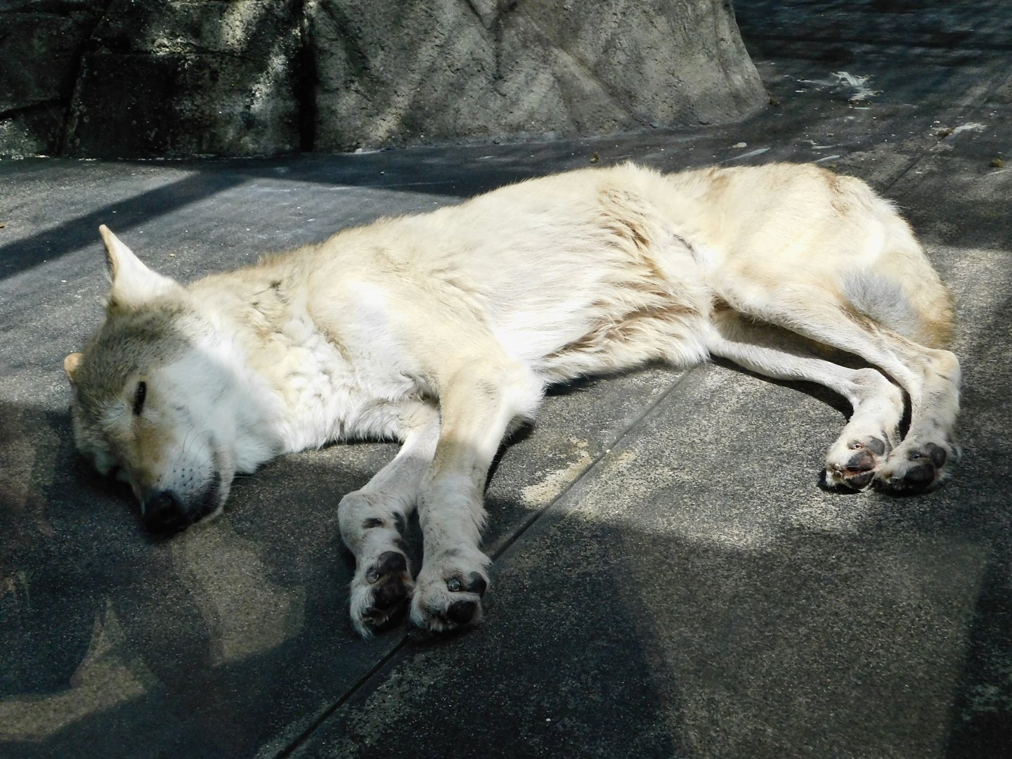 Mongolian Wolf (Canis lupus chanco) August 2, 2025