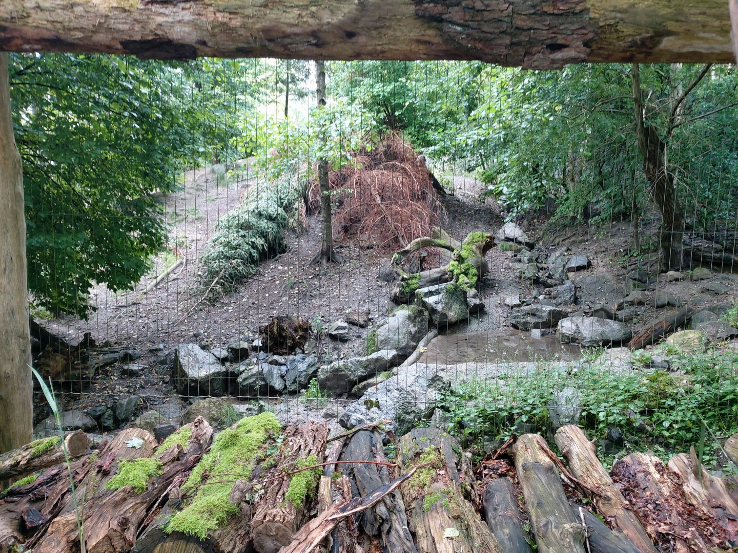 Mongolian wolf enclosure