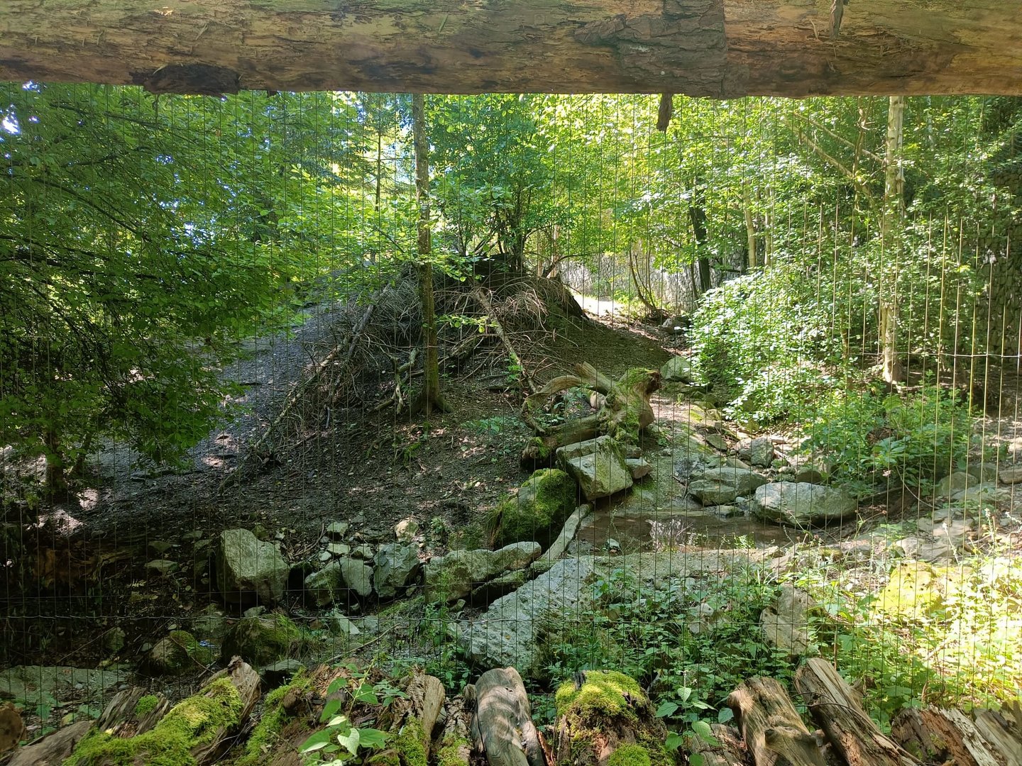 Mongolian Wolf enclosure