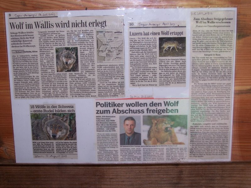 mongolian wolf panel