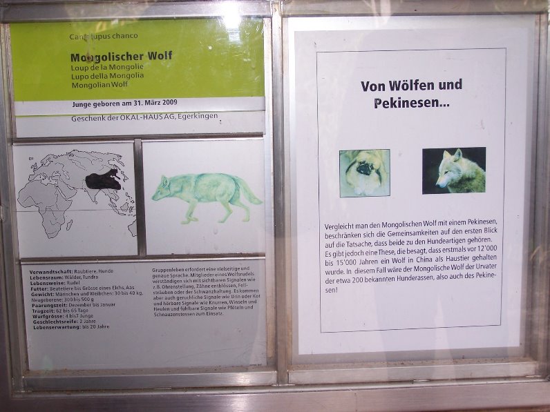 mongolian wolf panel