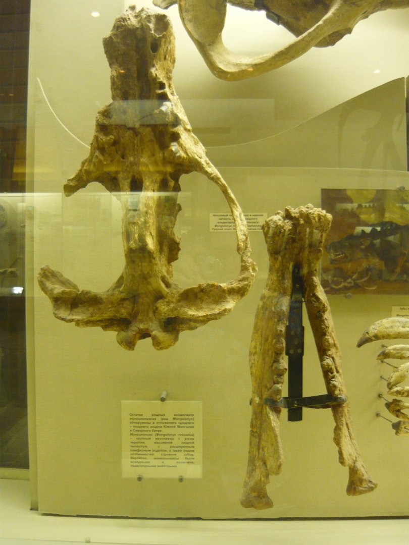 Mongolonyx robustus skull and mandible