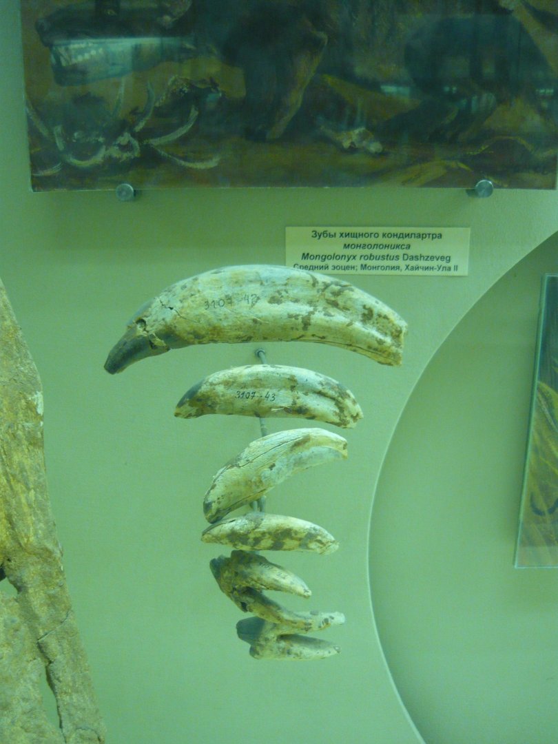 Mongolonyx robustus teeth