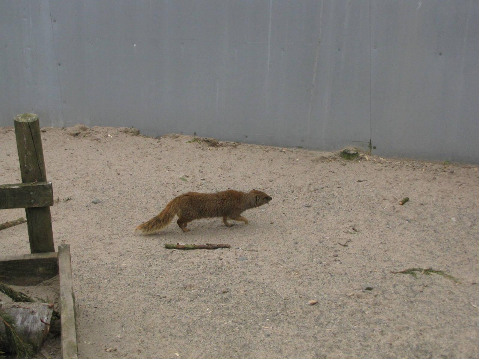 Mongoose at Galloway Wildlife Conservation Park