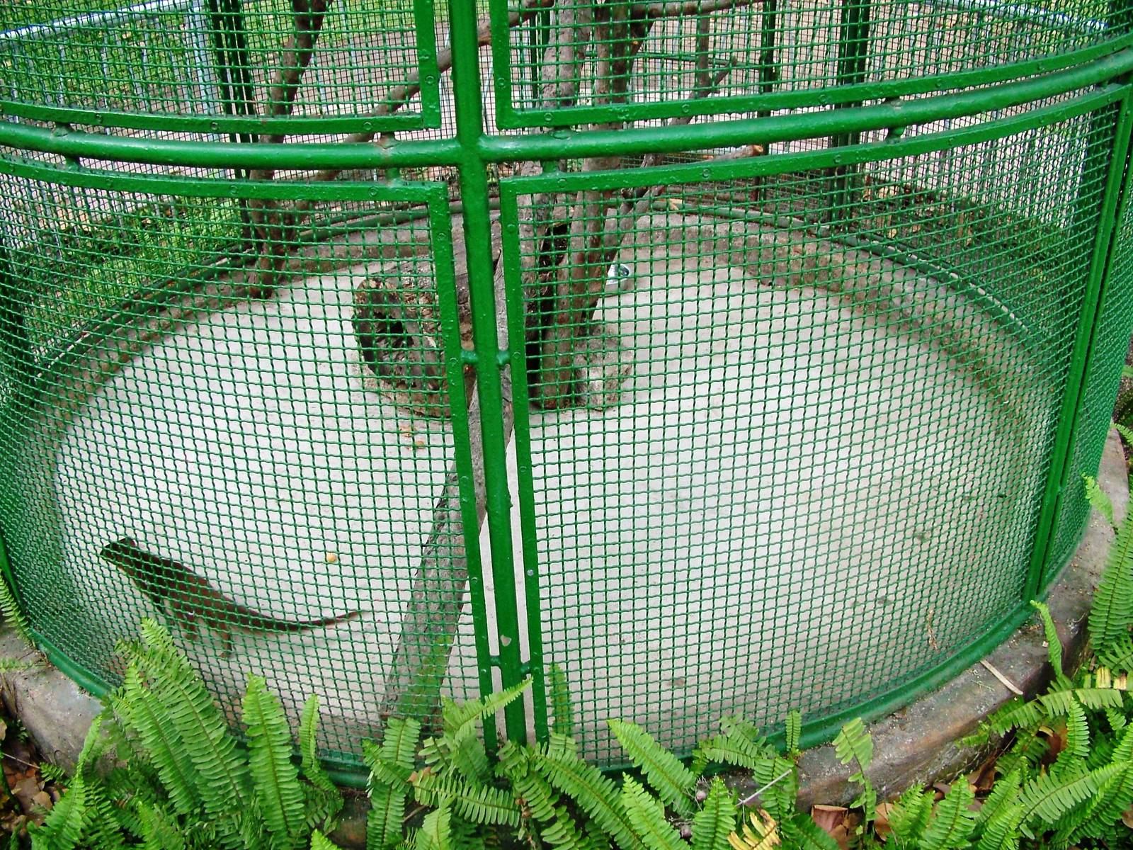 Mongoose Exhibit at Saigon Zoo, 16/03/12