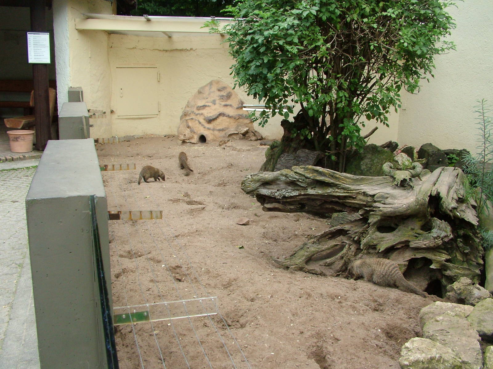 Mongoose Exhibits at Landau Zoo, 04/09/10