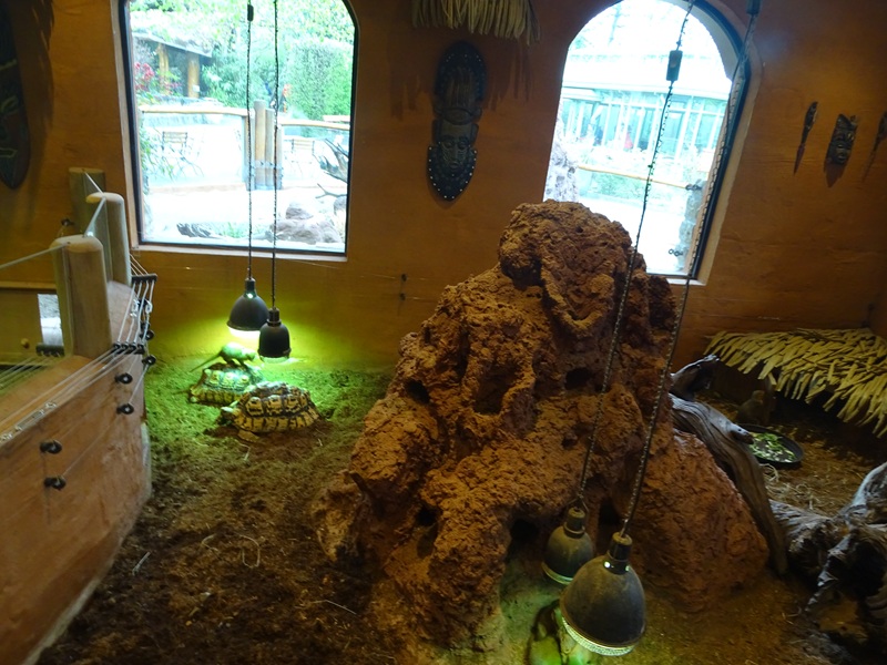 Mongoose house: indoor enclosure for dwarf mangoose and leopard tortoise