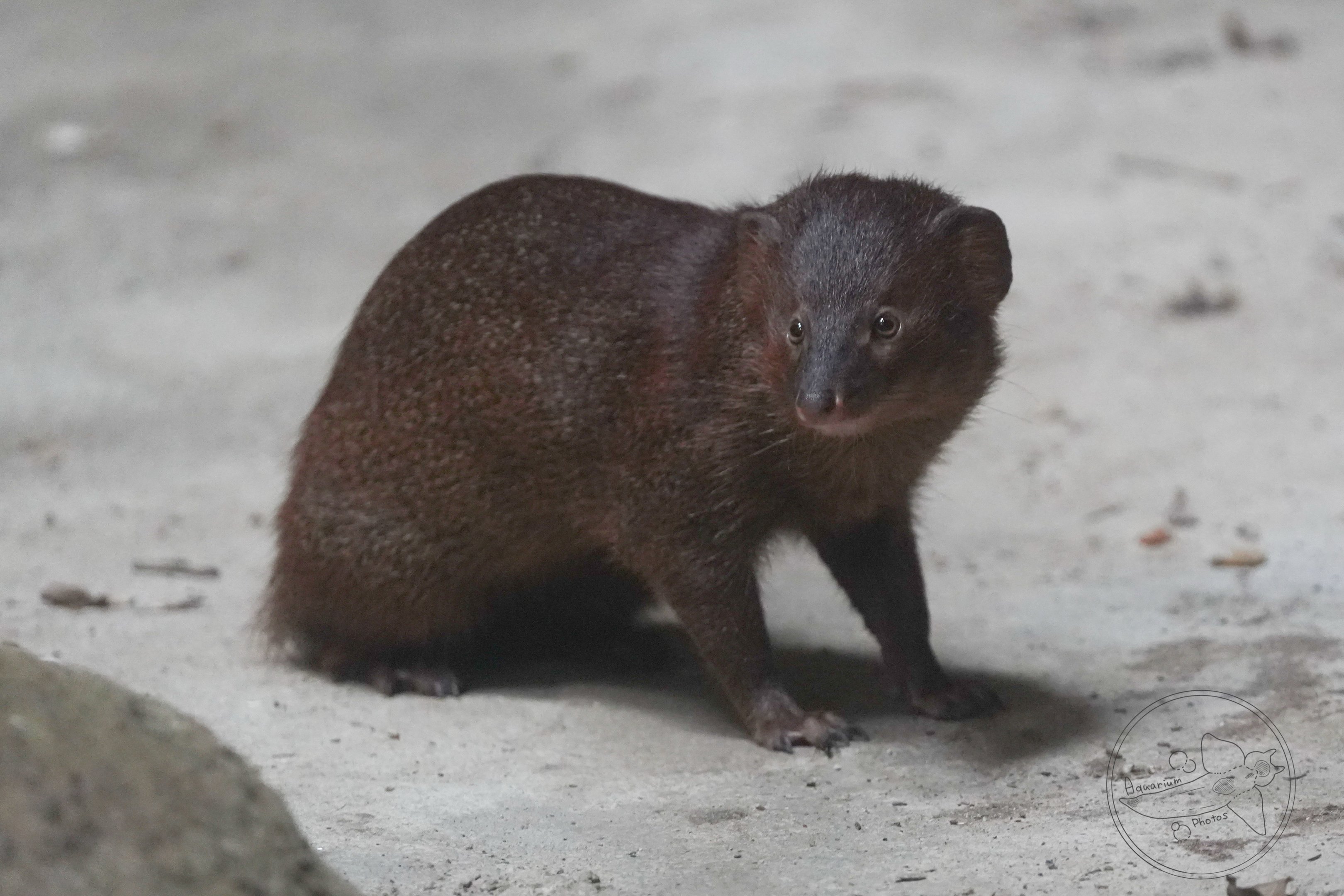 Mongoose ID?