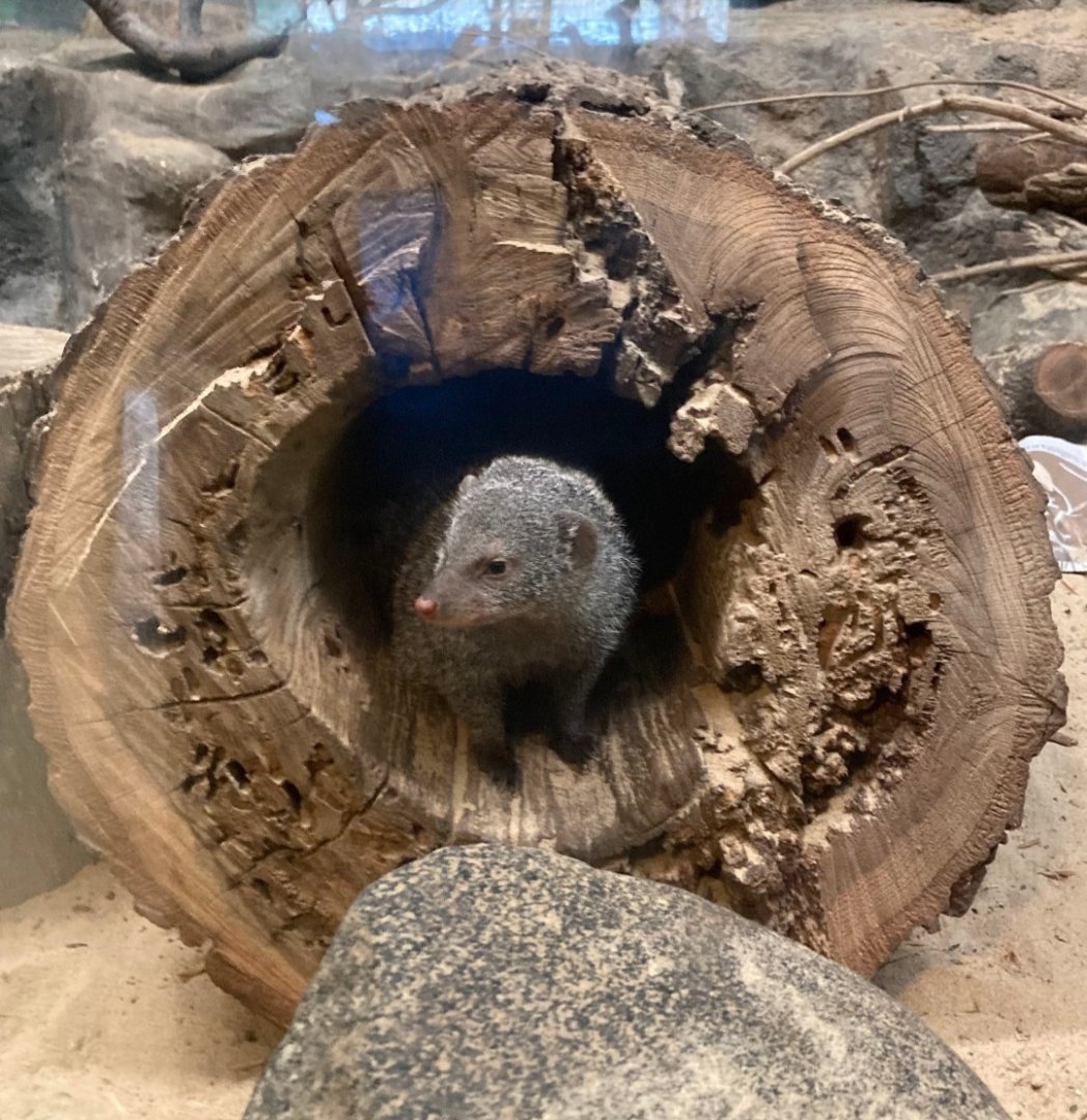 Mongoose in a log (4/19/24)