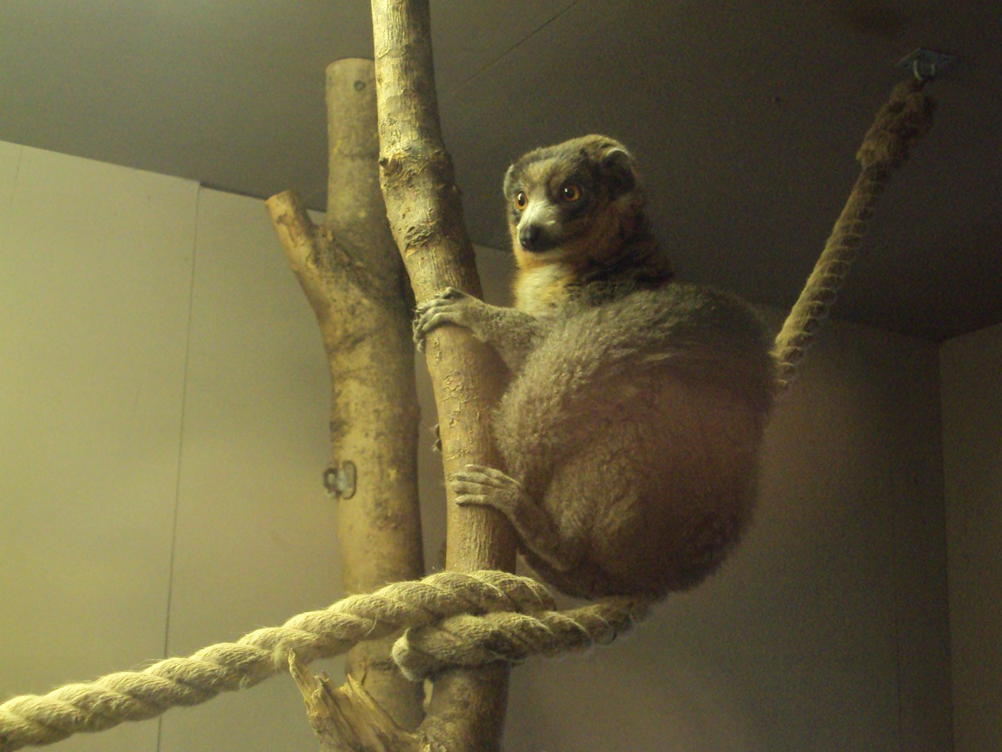 Mongoose Lemur 03/01/2020