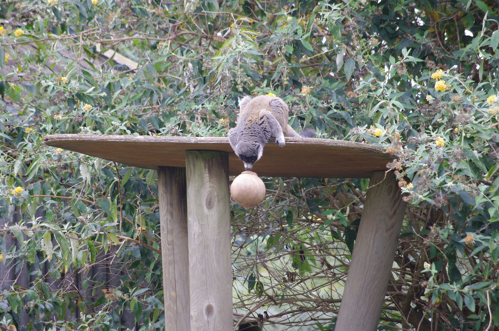 Mongoose(?) Lemur- 1/10/2023