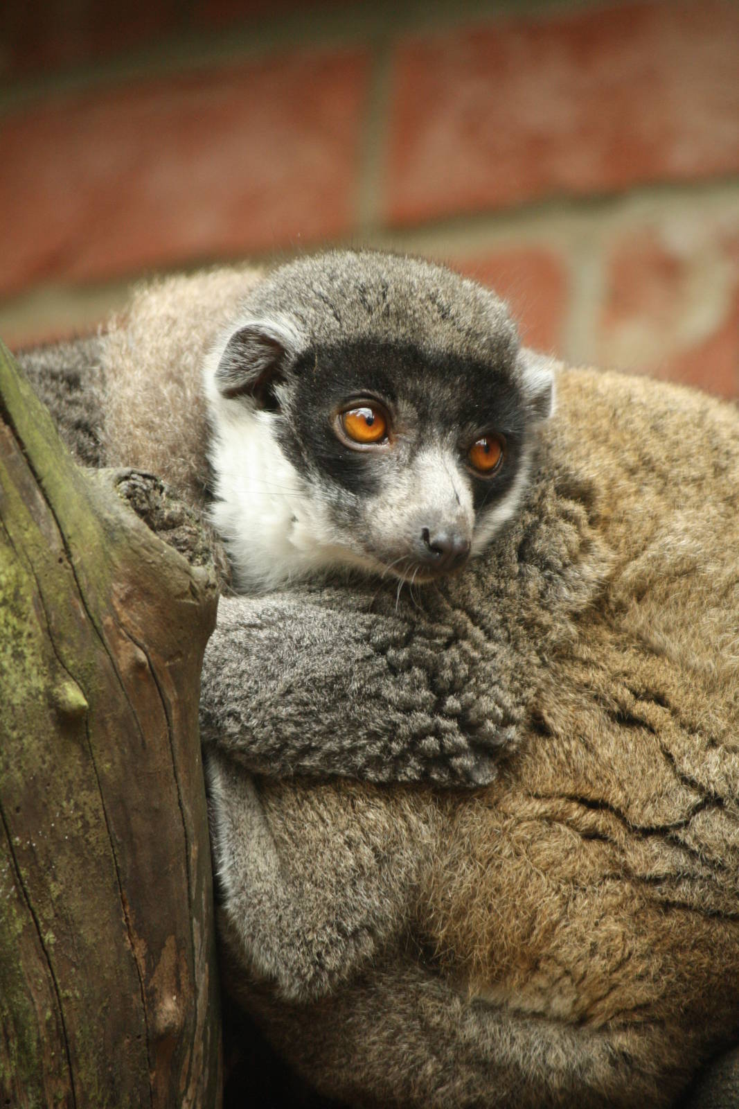 Mongoose lemur 21 August 2010