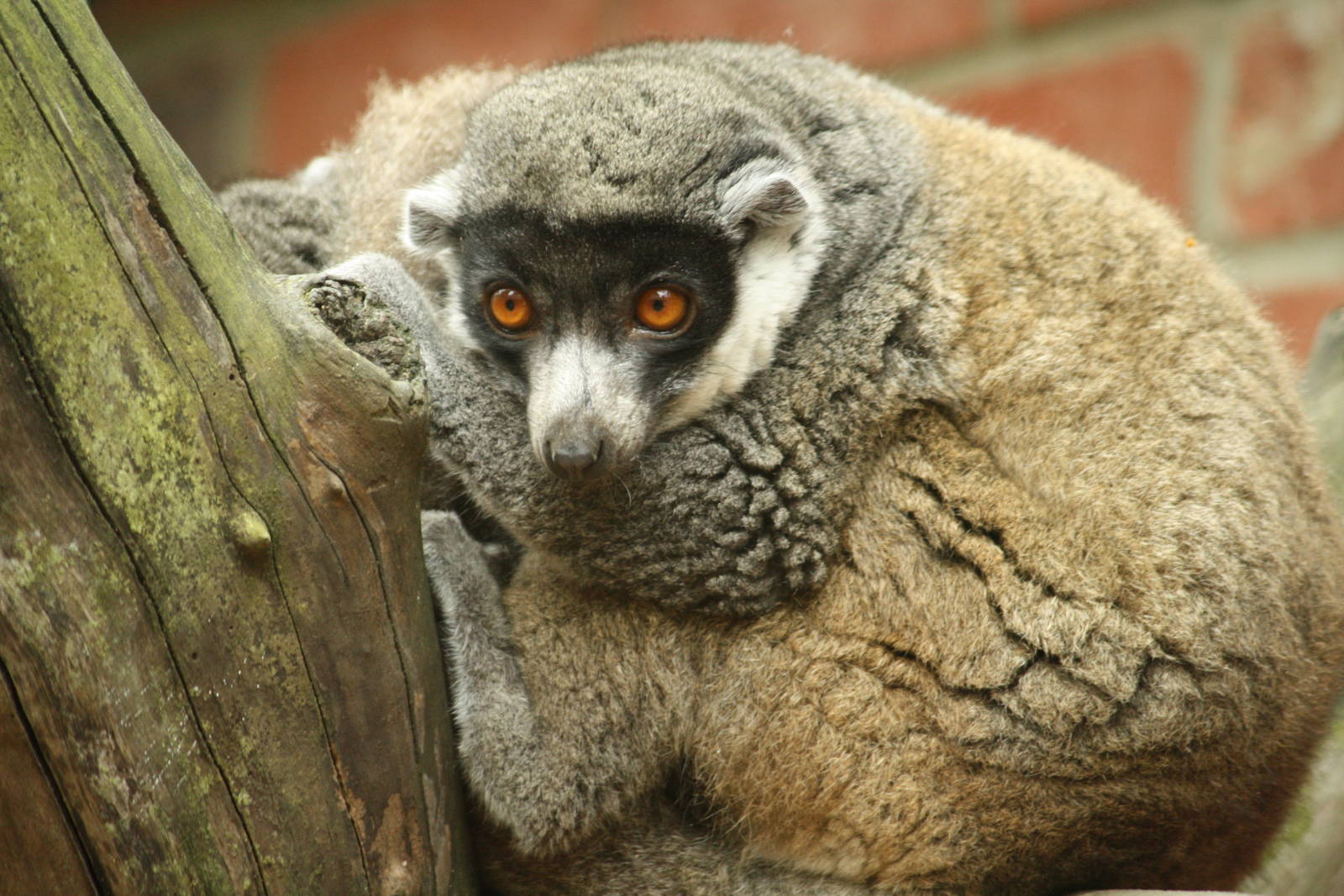 Mongoose lemur 21 August 2010