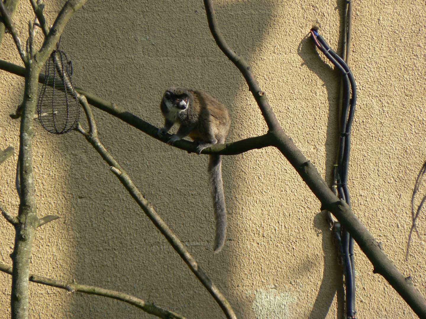 Mongoose Lemur - 24 February 2019