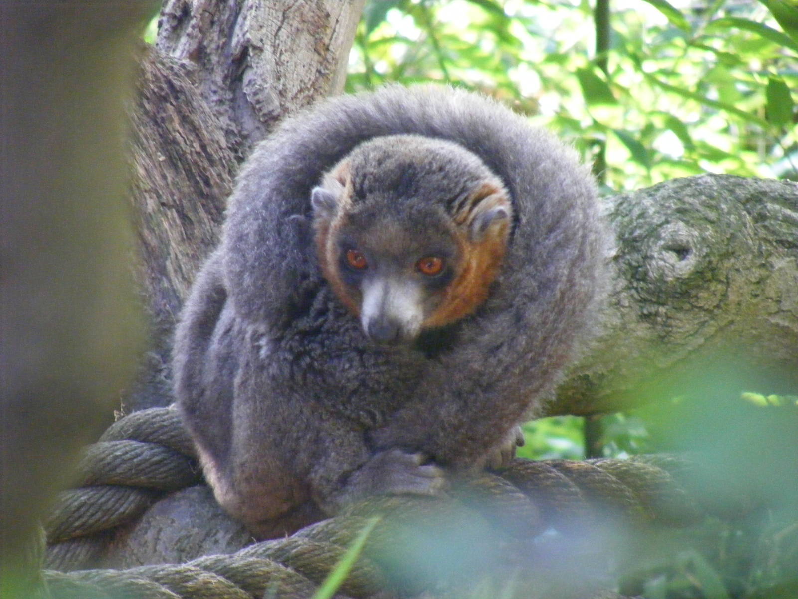 Mongoose lemur at Colchester Zoo, 28 August 2009