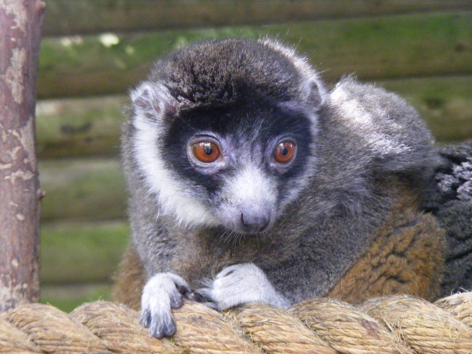 Mongoose lemur at Dudley Zoo, 28 August 2010