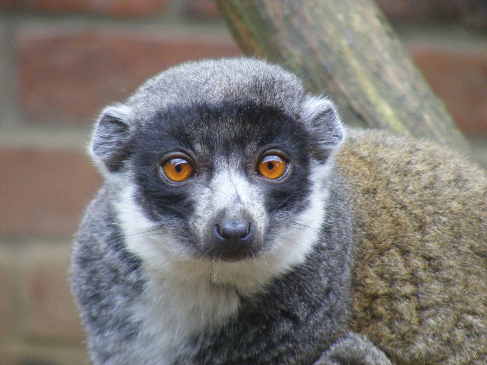 Mongoose lemur at Linton Zoo, 11 September 2010