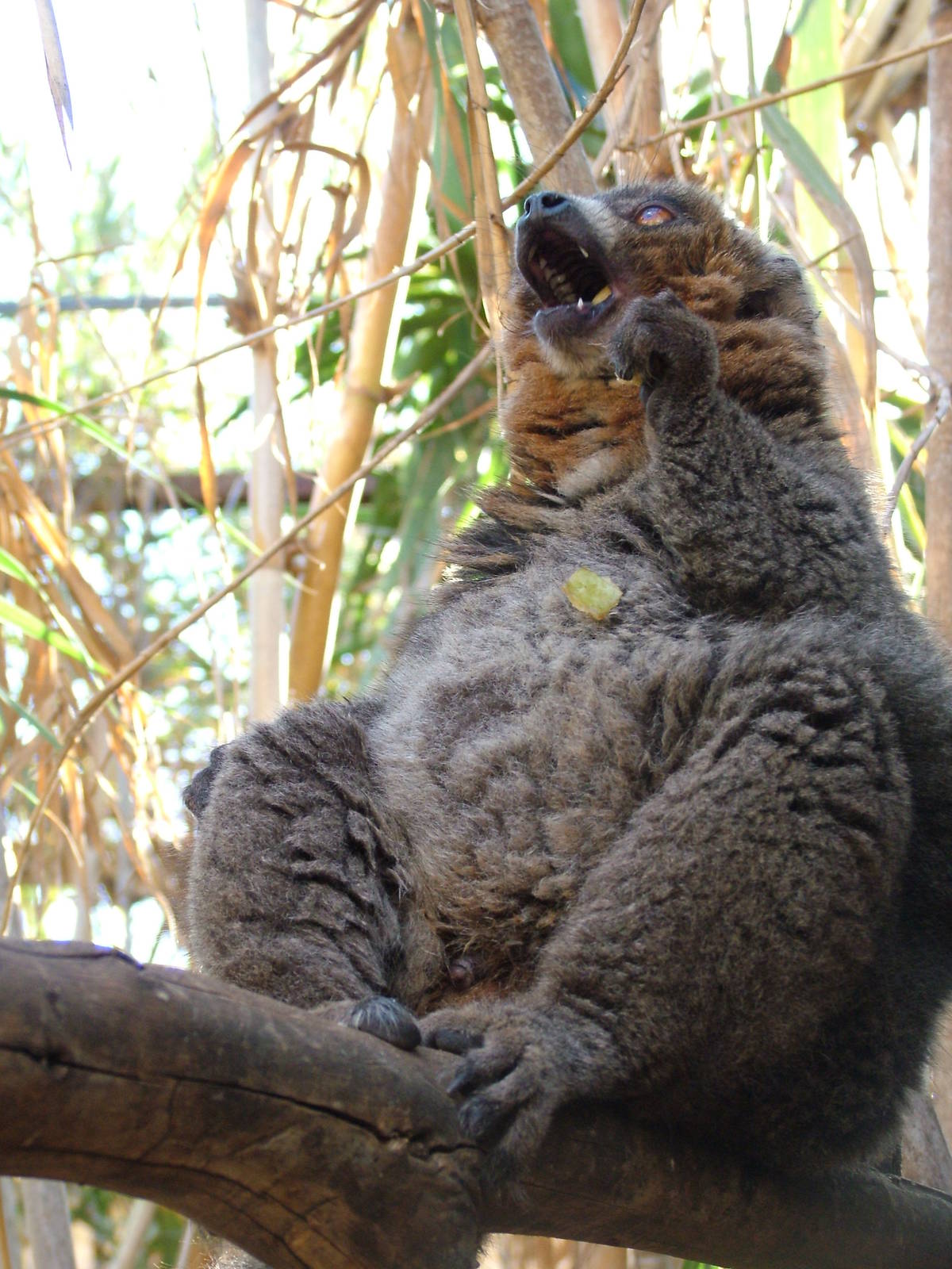 Mongoose Lemur at Monkey Park, 09/11/10
