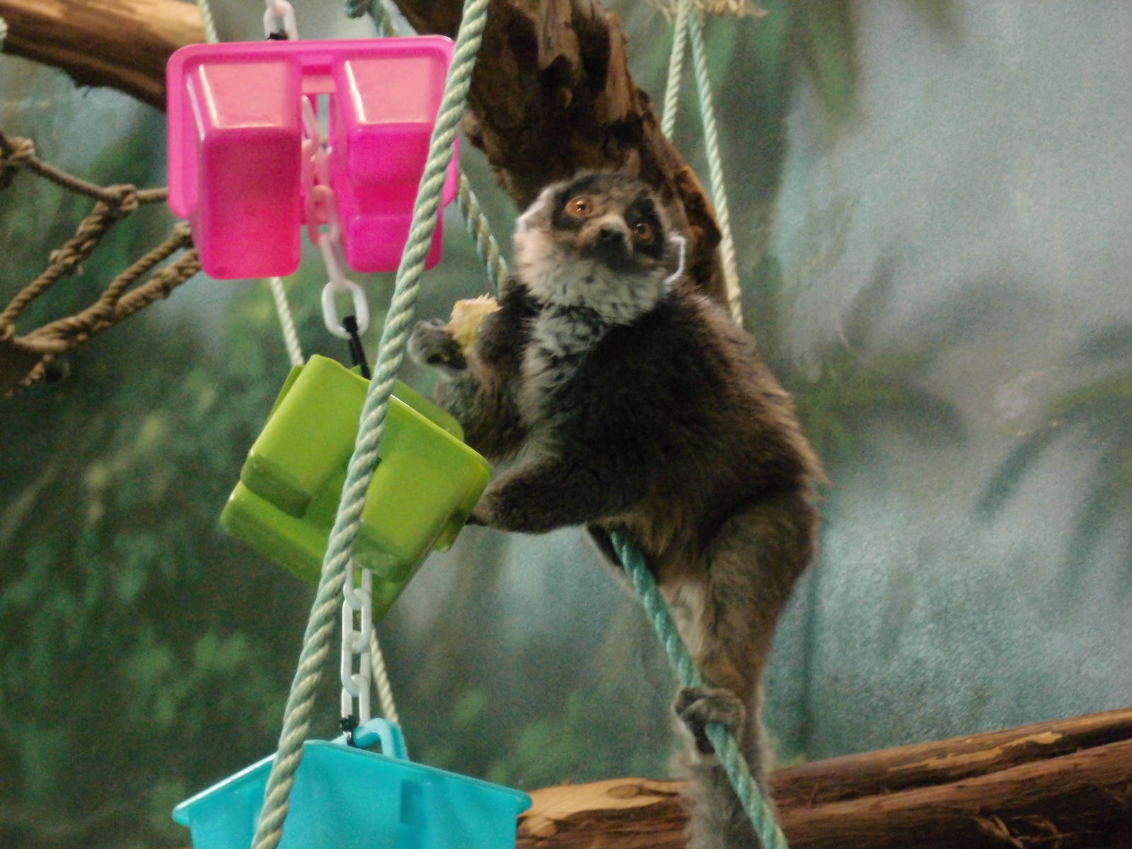 Mongoose lemur at Philadelphia zoo 2015-03-08