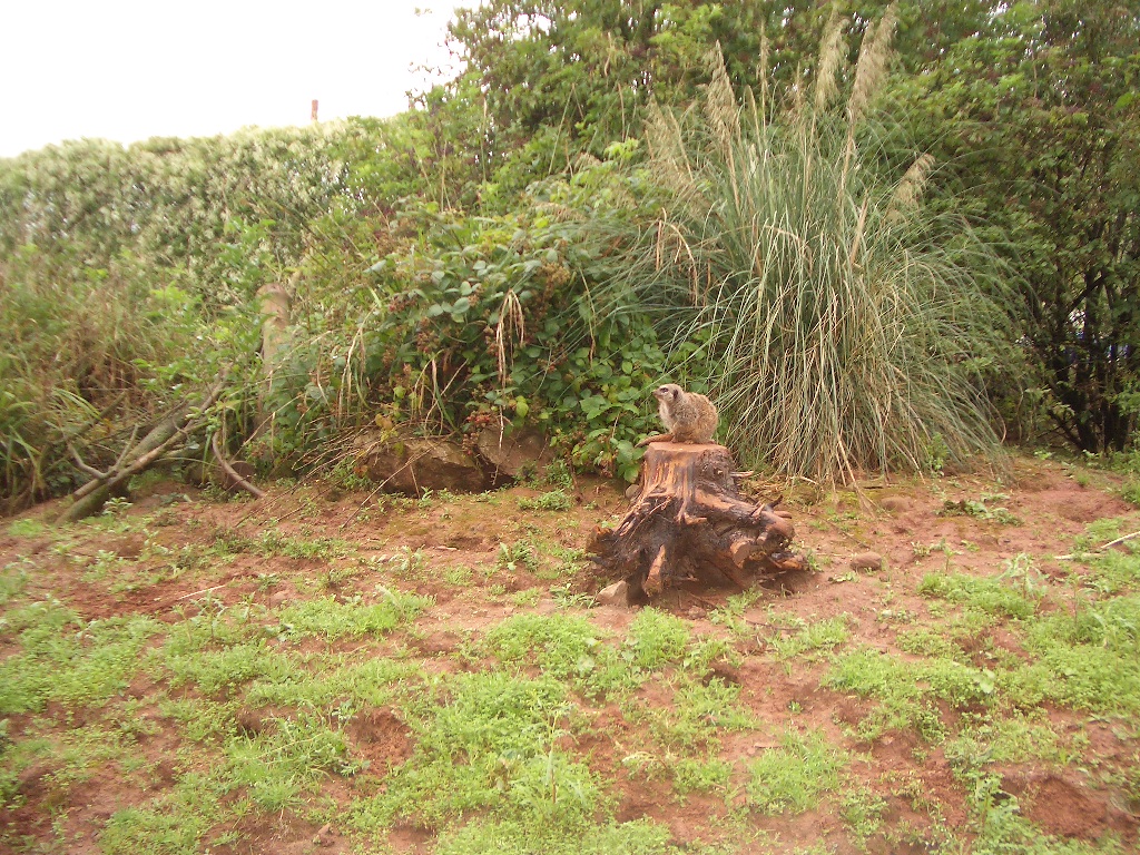 Mongoose Lemur? - August 2004