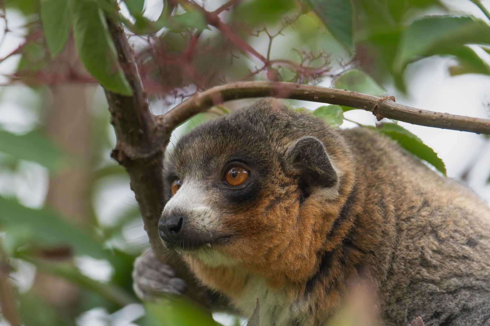 Mongoose lemur, Bristol Zoo Project / Wild Place, UK
