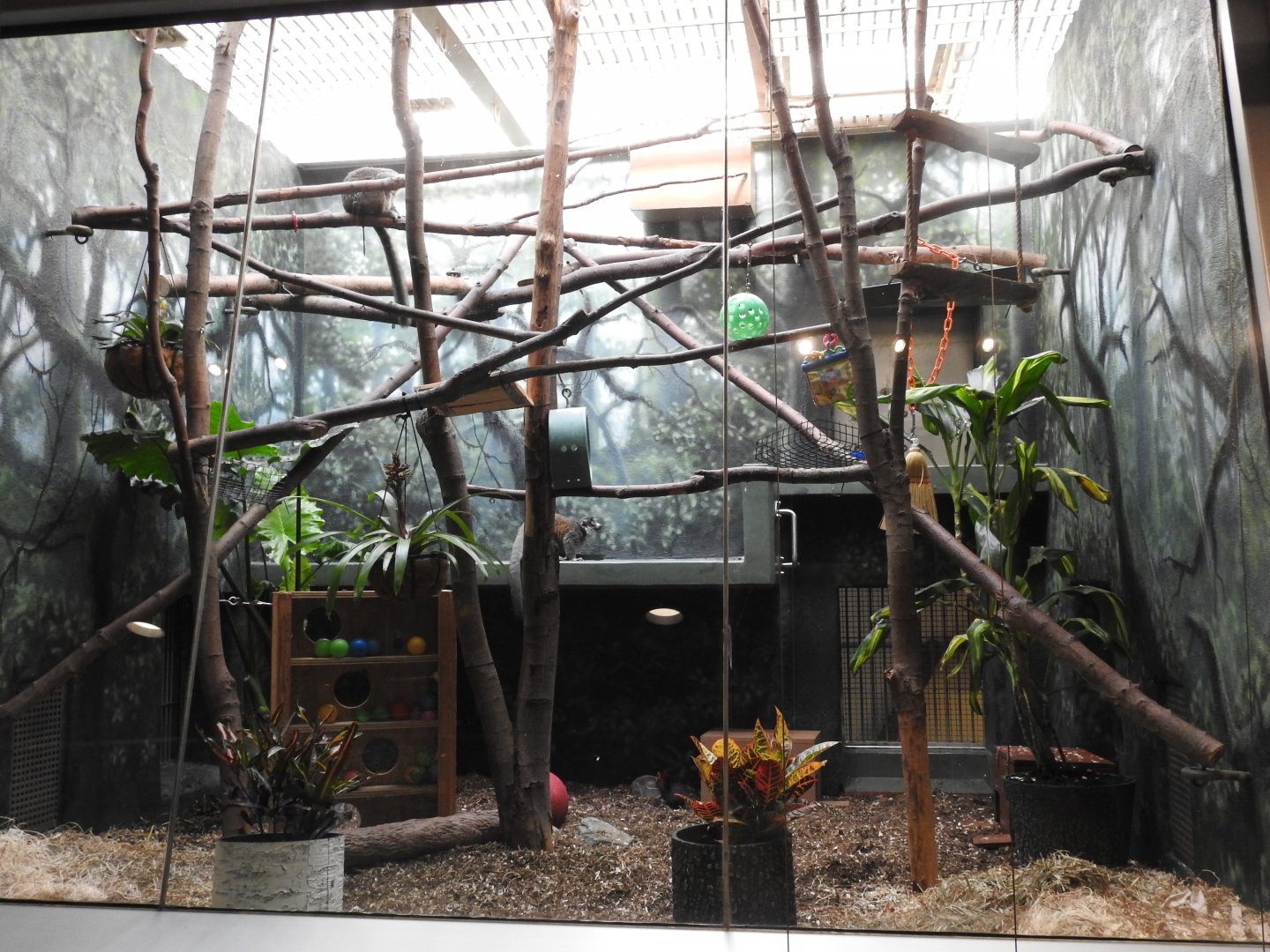 Mongoose Lemur Enclosure