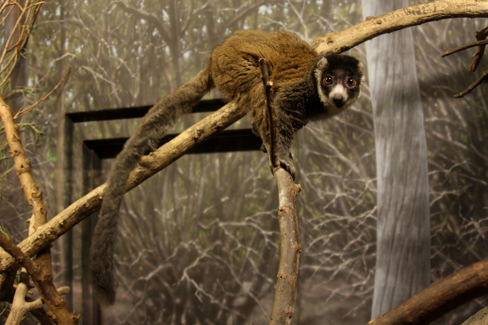 mongoose lemur (Eulemur mongoz) 2013
