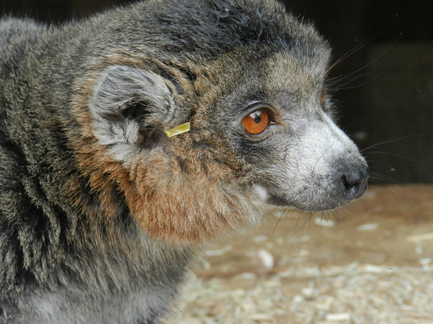 Mongoose Lemur (Eulemur mongoz) at Ventura Wildlife Park, England