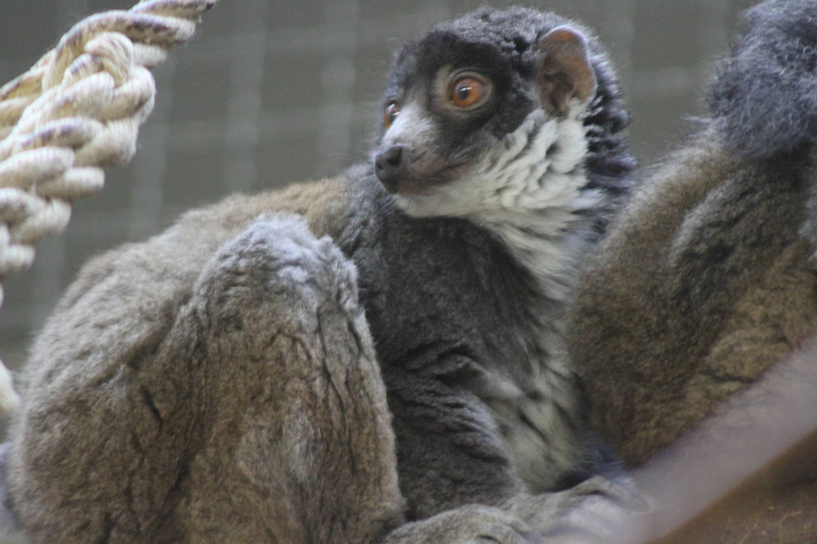 Mongoose Lemur (Eulemur mongoz)