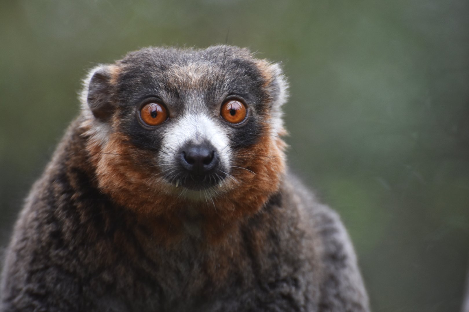 Mongoose lemur (Eulemur mongoz)